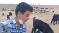 تصنیف برف پیری با صدای فوق العاده زیبای یک پسر چوپان خوش صدا