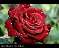 کلیپ عاشقانه شاد