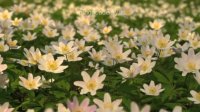 هیچوقت پیش دکتری نرو که گل‌های مطبش خشک شده!